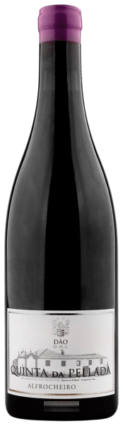 Alfrocheiro